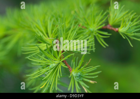 Lärche-Blätter Stockfoto