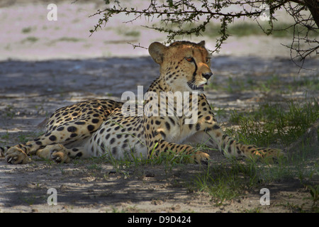 Gepard (Acinonyx Jubatus), Nxai Pan National Park, Botswana, Afrika Stockfoto