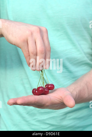 Kirsche Beeren in Mannhände Naturprodukt Bio frische Stockfoto