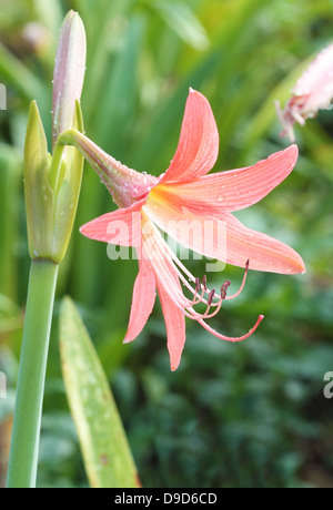 Amaryllis Orange Blüte mit Wassertropfen Stockfoto