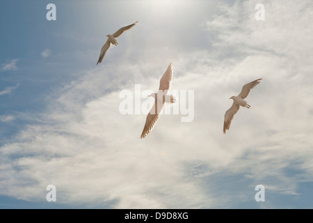 Drei Möwen fliegen overhead in blauer Himmel Stockfoto