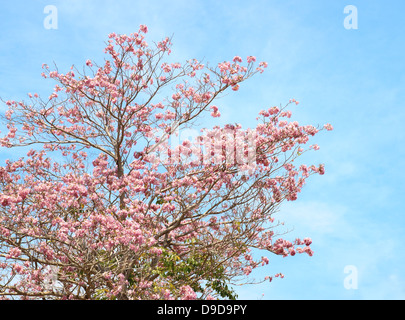 Tebebuia Blume (rosa Trompete), Tabebuia Rosea bei blauem Himmel Stockfoto