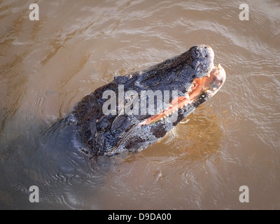 Kaiman im Wasser im Pantanal, Brasilien. Stockfoto