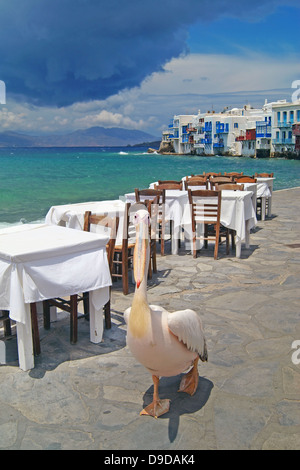 Der berühmte Pelikan zu Fuß am Meer auf der Insel Mykonos, Griechenland Stockfoto