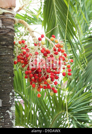 roten Betelnuss auf Baum Stockfoto