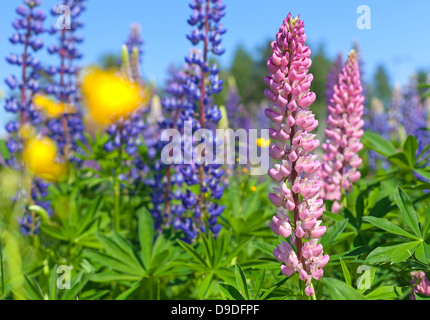 Bunte Lupinen Blumen wachsen auf der Wiese Stockfoto