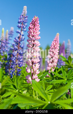 Bunte Lupinen Blumen wachsen auf der Wiese im Sommer Stockfoto