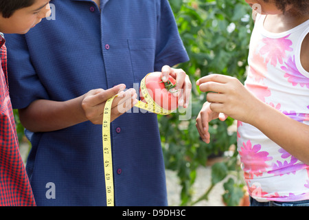 Drei Kinder, die Messung der Tomate Stockfoto