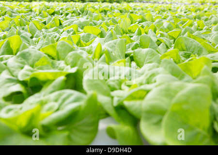 Salatblätter wachsen in Kindergarten Stockfoto