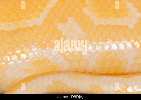 Burmesische Albino-Python (Python aus Bivittatus) der Haut Stockfoto