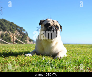 Mops in einem Garten Stockfoto