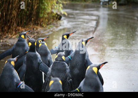 Pinguine im Zoo Stockfoto