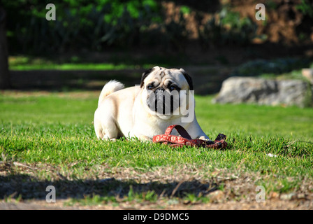 Mops Hund in einem Garten Stockfoto
