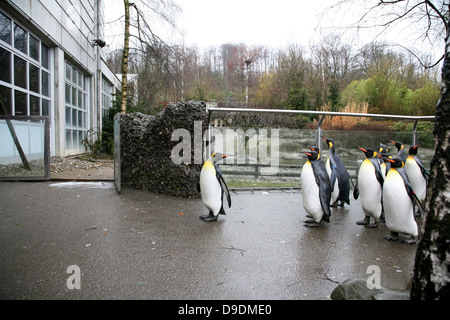 Pinguine im Zoo Stockfoto