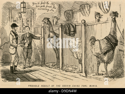 Cartoon aus "Punch", London 1853, lustig bei der Manie für das neue große Cochin-China Geflügel. Stockfoto