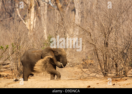 Afrikanischer Elefant, Loxodonta Africana, Staub-Bad Stockfoto