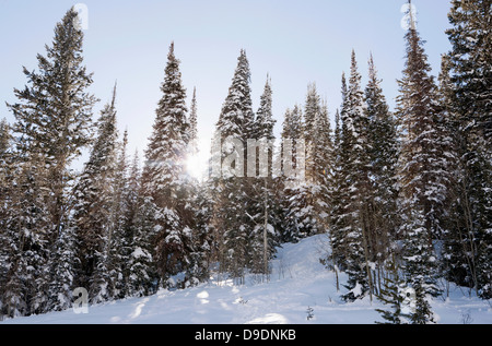 Sonnenlicht durch Schnee bedeckt Bäume im Wald Stockfoto