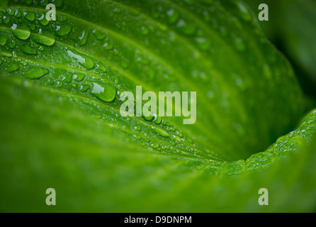 Wassertropfen auf den Blättern der grünen Hosta im Regen Stockfoto