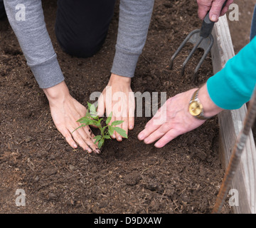 Frau und senior Vater Pflanzen im Garten, Nahaufnahme Stockfoto