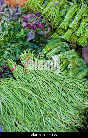 Spatz Rasen am asiatischen Markt Stockfoto