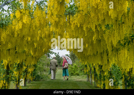 Ein Laburnum Bogen in einen englischen Garten UK Stockfoto