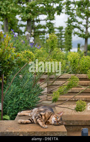 Eine Katze in einem englischen Garten unter Euphorbia Pflanzen oder Wolfsmilch UK Sonnenbaden Stockfoto