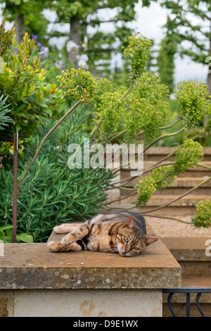 Eine Katze in einem englischen Garten unter Euphorbia Pflanzen oder Wolfsmilch UK Sonnenbaden Stockfoto