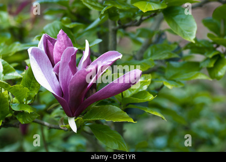 Magnolia Lilliflora Nigra, schwarze Lilie Magnolie Stockfoto