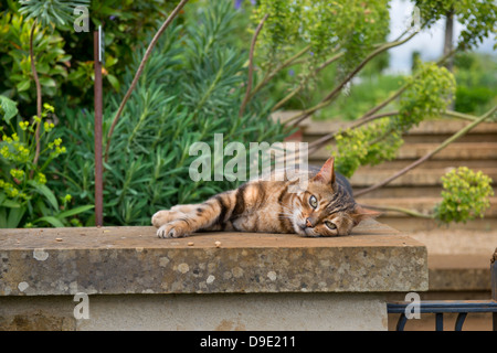 Eine Katze in einem englischen Garten unter Euphorbia Pflanzen oder Wolfsmilch UK Sonnenbaden Stockfoto