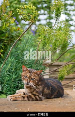 Eine Katze in einem englischen Garten unter Euphorbia Pflanzen oder Wolfsmilch UK Sonnenbaden Stockfoto