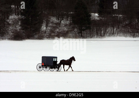 AMISCHE PFERD BUGGY WINTER SCHNEE BÄUME Stockfoto