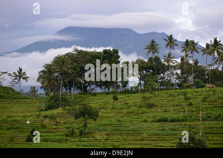 Indonesien, Bali, Sidemen, Reisfelder, auf der Terrasse und den Gunung Agung Vulkan im Hintergrund Stockfoto