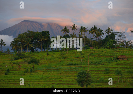 Indonesien, Bali, Sidemen, Reisfelder, auf der Terrasse und den Gunung Agung Vulkan im Hintergrund Stockfoto