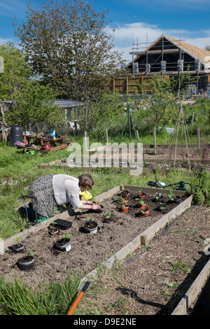 Eine Frau mittleren Alters, die Arbeit an ihrem Schrebergarten, Anbau von Gemüse, Wales UK Stockfoto