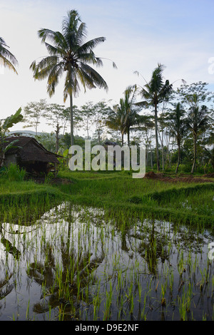 Indonesien, Bali, Sidemen, Bewässerung der Reisfelder Stockfoto