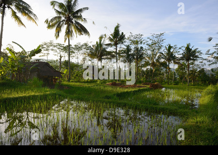 Indonesien, Bali, Sidemen, Bewässerung der Reisfelder Stockfoto