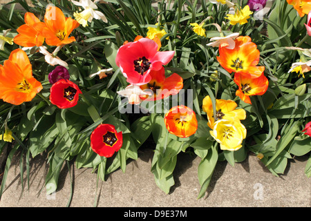 MULTIPLE COLORED TULIPS TOP VIEW OF GARDEN Stockfoto