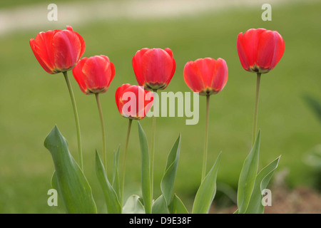 ROT GRÜN TULPEN SECHS GRUPPE HAUFEN GARTEN STIELE BLÄTTER Stockfoto