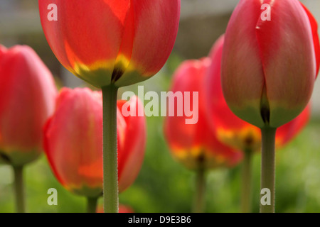 ROT GELB GRÜN TULPEN SECHS GRUPPE HAUFEN GARTEN STIELE BLÄTTER Stockfoto