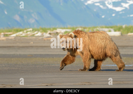 Grizzly Bären zu Fuß am Strand Stockfoto