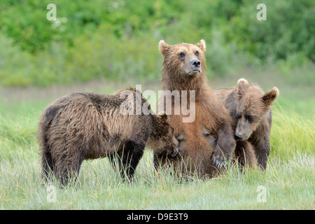 Grizzly Bär Mutter füttert ihre beiden jungen. Stockfoto