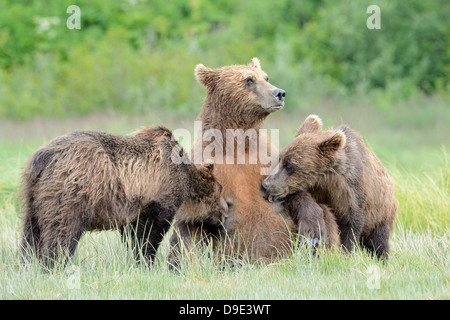 Grizzly Bär Mutter füttert ihre beiden jungen. Stockfoto
