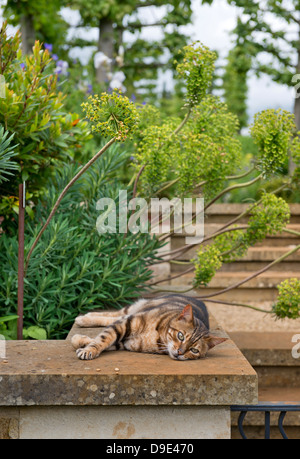 Eine Katze in einem englischen Garten unter Euphorbia Pflanzen oder Wolfsmilch UK Sonnenbaden Stockfoto