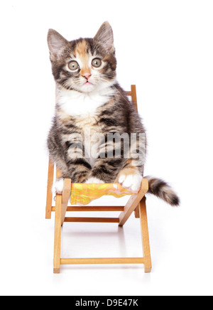 Kätzchen auf einem Liegestuhl sitzen Stockfoto