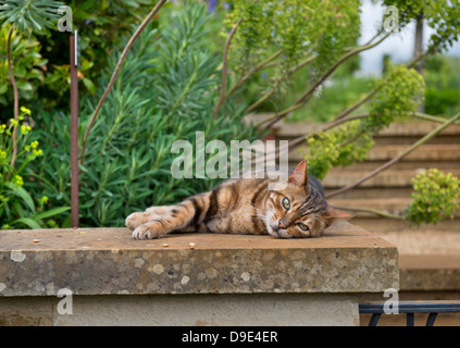 Eine Katze in einem englischen Garten unter Euphorbia Pflanzen oder Wolfsmilch UK Sonnenbaden Stockfoto