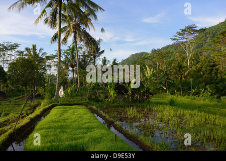 Indonesien, Bali, Sidemen, Bewässerung der Reisfelder Stockfoto