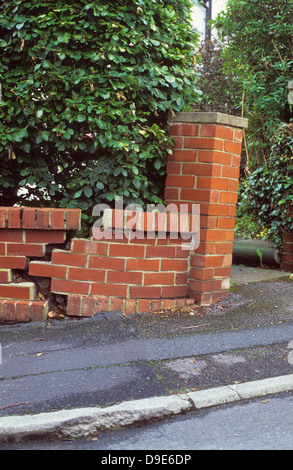 setzungen auf Ziegelwand herunterfallen Stockfoto