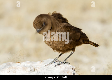 Südlichen Ameisenbär chatten, südlichen Ameisenbär-Chat, Myrmecocichla Formicivora, Ameisenschmätzer, Termitenschmätzer, Ameisenschmaetze Stockfoto