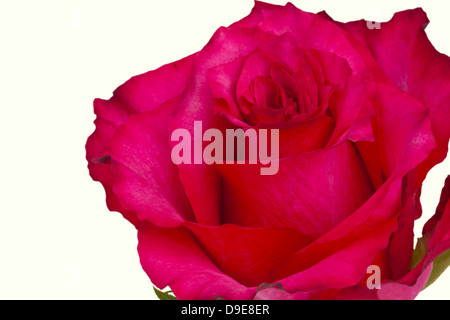 Tief rosa Rose isoliert auf weiss. Stockfoto