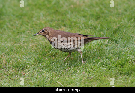 Song Thrush Turdus philomelos, Fütterung auf Gras listening für Würmer, Stockfoto